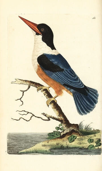 Black-capped kingfisher, Halcyon pileata