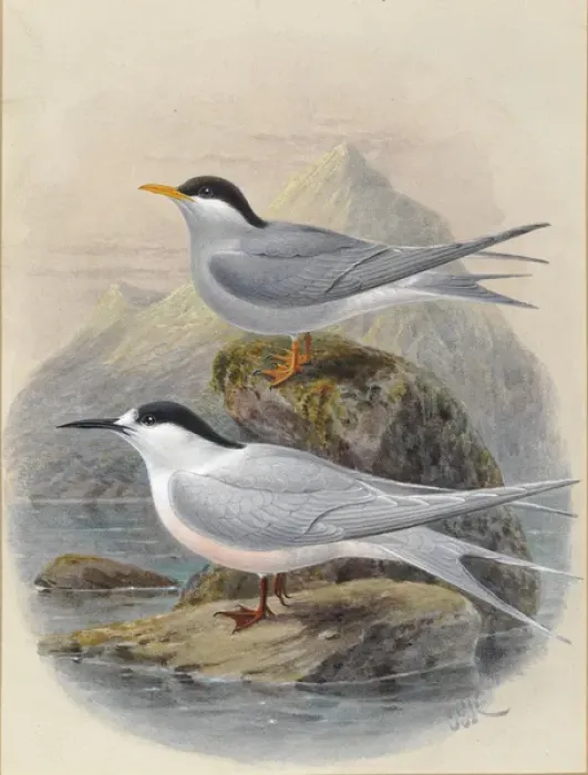 Framed Print : Black-Fronted and White-Fronted Terns Print, 1888 Framed Print : Black-Fronted and White-Fronted Terns Print, 1888