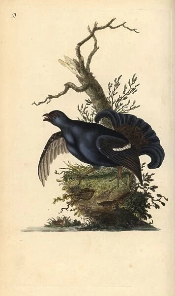 Black grouse, Tetrao tetrix
