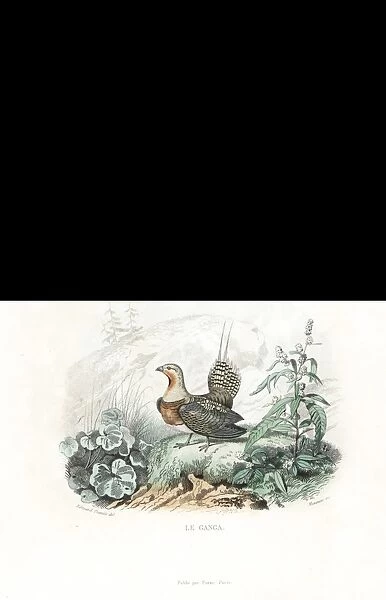 Black grouse, western Capercaillie and pin-tailed sandgrouse