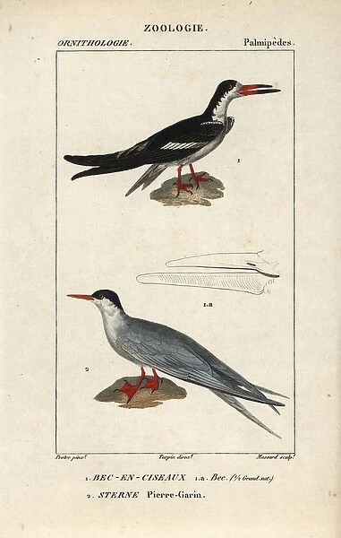 Black skimmer, Rynchops niger, and common tern