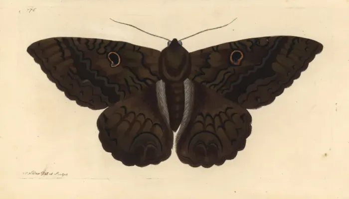 Framed Print : Black Witch Moth Print, Ascalapha odorata, 1800 Framed Print : Black Witch Moth Print, Ascalapha odorata, 1800
