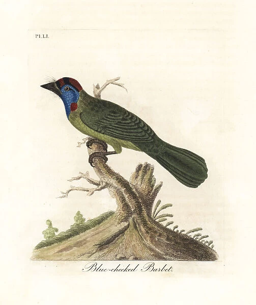 Blue-throated barbet, Psilopogon asiaticus