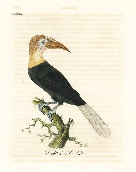 Blyths hornbill, Rhyticeros plicatus