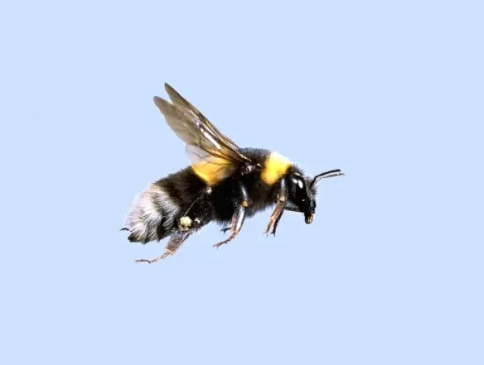 Framed Print : Bumble Bee in Flight Print, UK Framed Print : Bumble Bee in Flight Print, UK