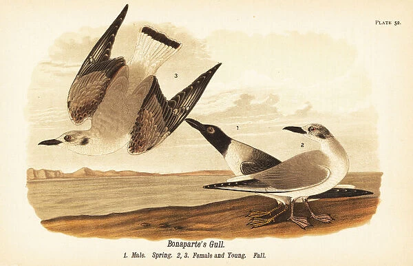 Bonapartes gull, Chroicocephalus philadelphia