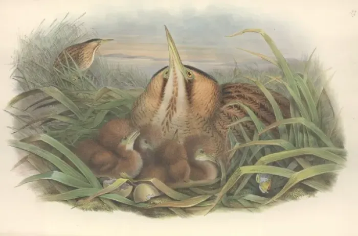 Framed Print : Botaurus stellaris, Eurasian Bittern Print Framed Print : Botaurus stellaris, Eurasian Bittern Print
