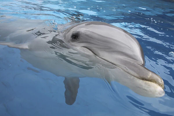 Bottlenose Dolphin - appearing just above surface