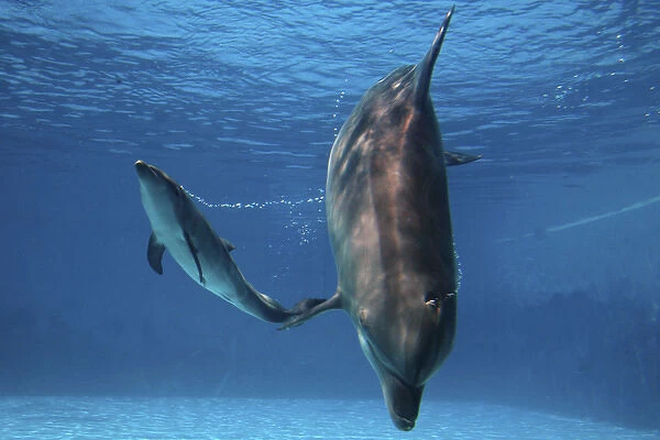 Bottlenose Dolphin - Newborn Bab y Calf whistling