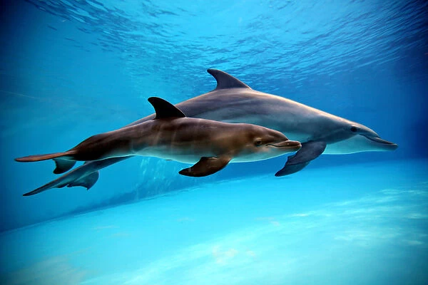 Bottlenose Dolphin - Newborn Baby  /  Calf dolphin