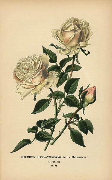 Bourbon rose, Souvenir de la Malmasion