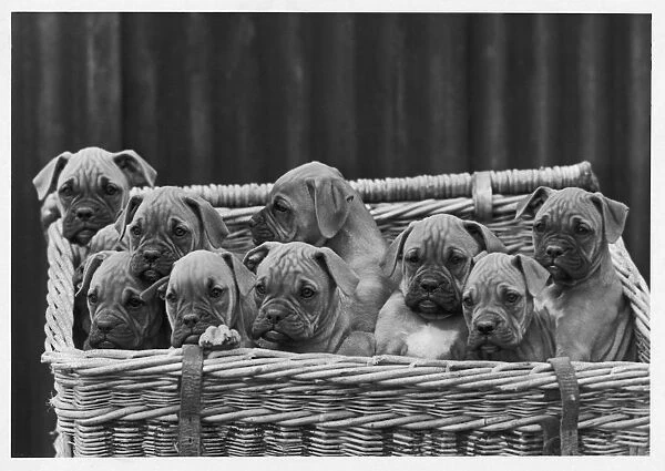 BOXER  /  PUPPIES IN BASKET