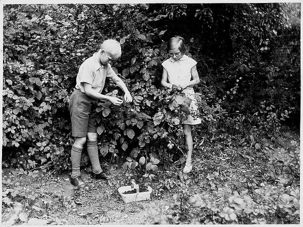 Boy / Girl Pick Fruit 1950