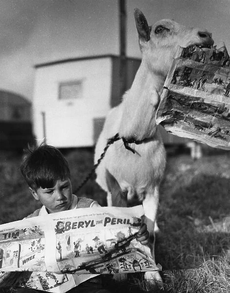 Boy and goat with comic magazine