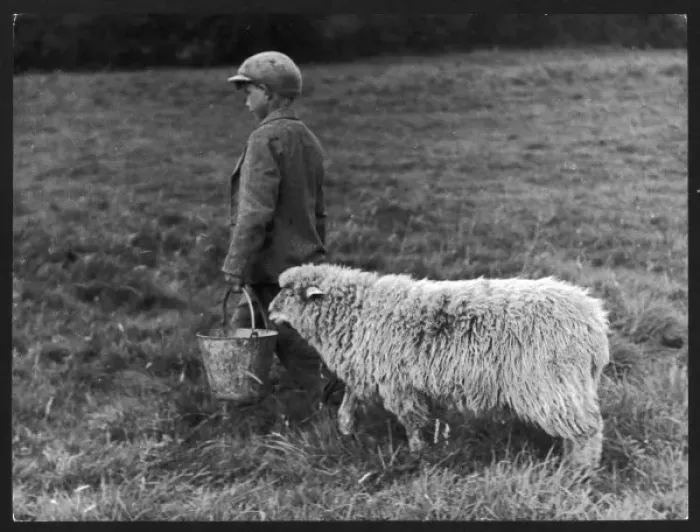Framed Print : Boy with Sheep Print