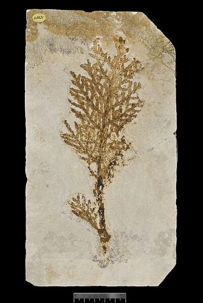 Brachyphyllum princeps, fossil plant