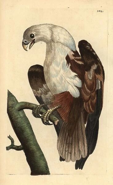 Brahminy kite or Coromandel eagle, Haliastur indus