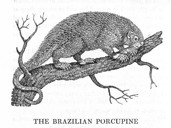 Brazilian Porcupine