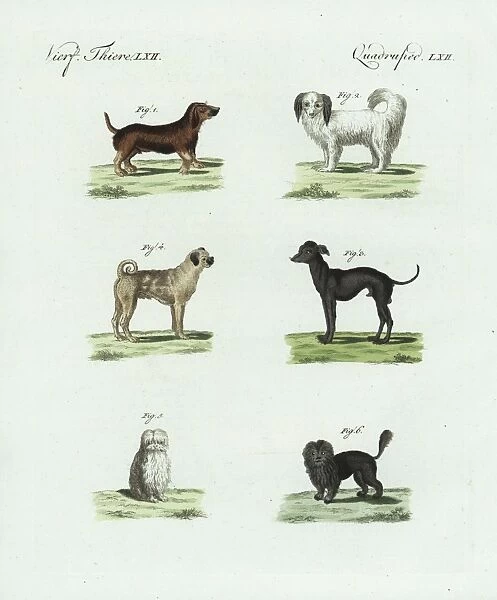 Breeds of dogs