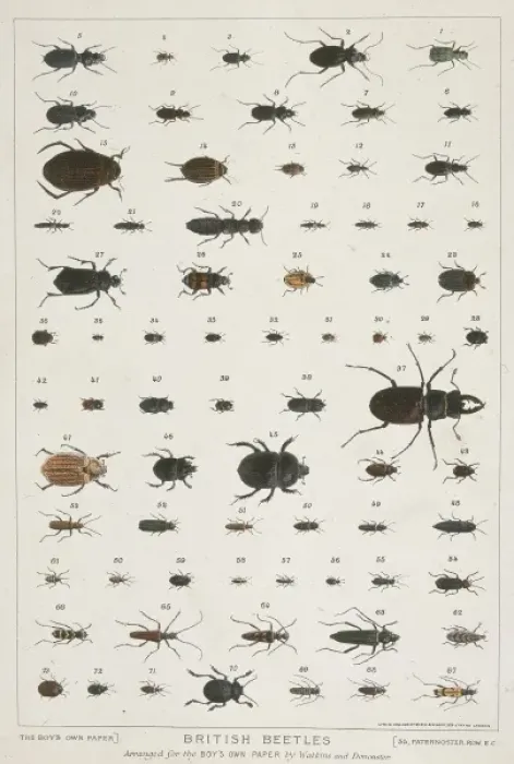 Framed Print : British Beetles Print, a selection of beetle specimens Framed Print : British Beetles Print, a selection of beetle specimens