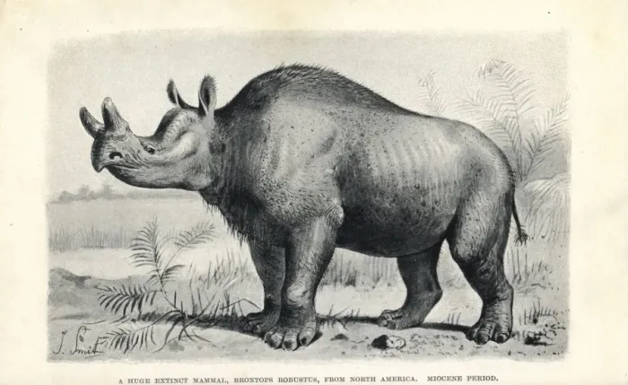 Framed Print : Brontops robustus Lithograph Print