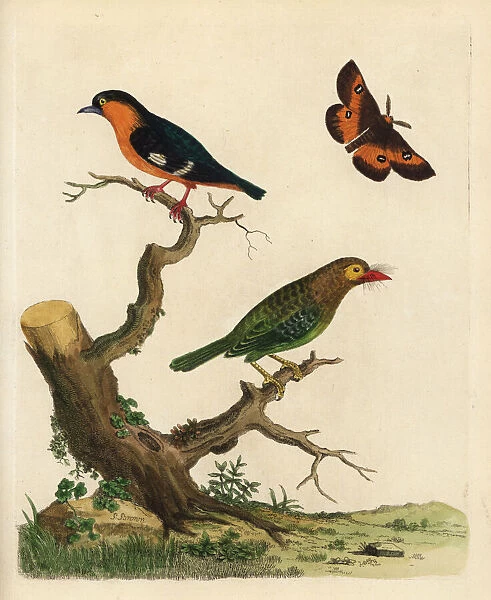 Brown-headed barbet and common iora