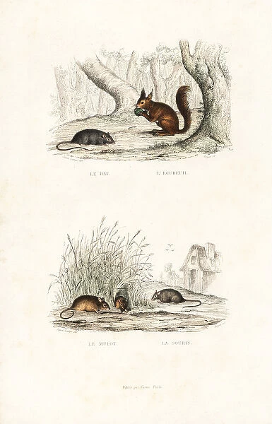 Brown rat, red squirrel, and wood mouse