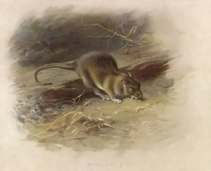 Framed Print : Brown Rat Print Framed Print : Brown Rat Print