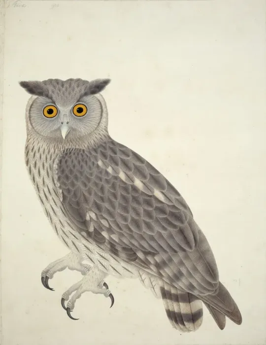 Framed Print : Dusky Eagle Owl Watercolour Print (c. 1840) Framed Print : Dusky Eagle Owl Watercolour Print (c. 1840)