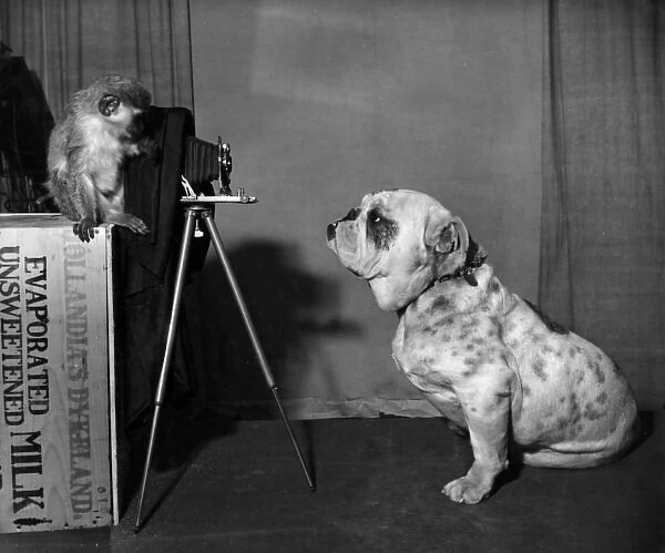 Bulldog and Monkey with camera
