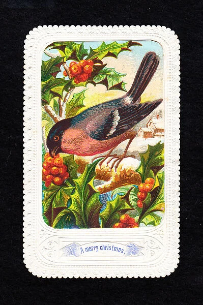 Bullfinch with holly on a Christmas card