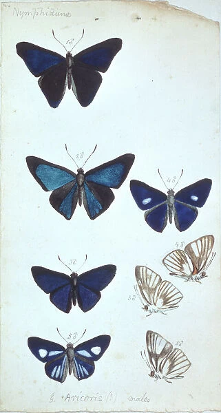 Butterflies from the Amazon by H. W. Bates