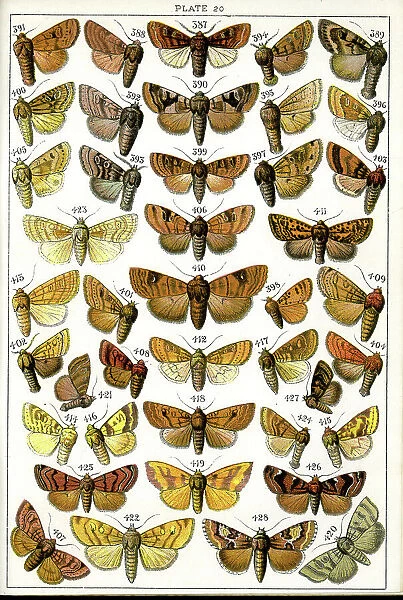 Butterflies and Moths, Plate 20, Noctuae, Orthosiidae, etc