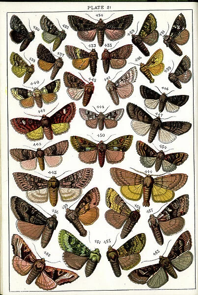 Butterflies and Moths, Plate 21, Noctuae, Hadenidae
