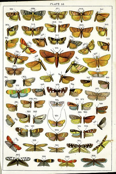 Butterflies and Moths, Plate 33, Phycitae, Tineae