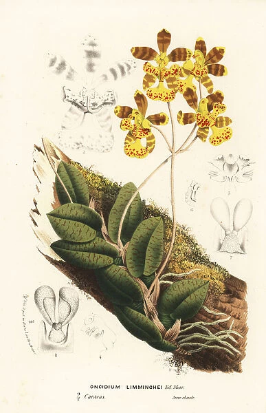 Butterfly orchid, Psychopsis limminghei