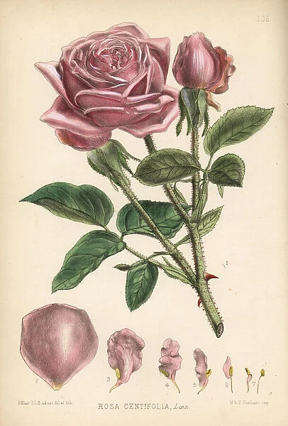 Cabbage rose or Damask rose, Rosa centifolia