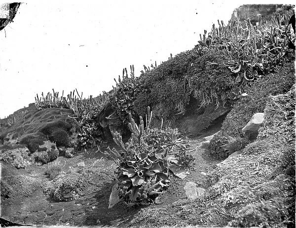 Cabbages, Kerguelen Island