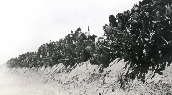 Cactus hedges near Deir el Balah, Palestine, WW1
