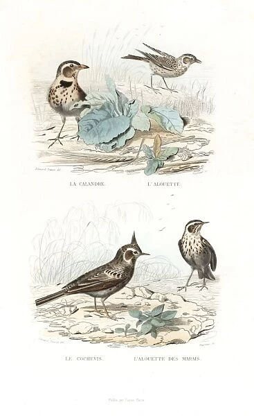 Calandra lark, skylark, crested lark and marsh lark