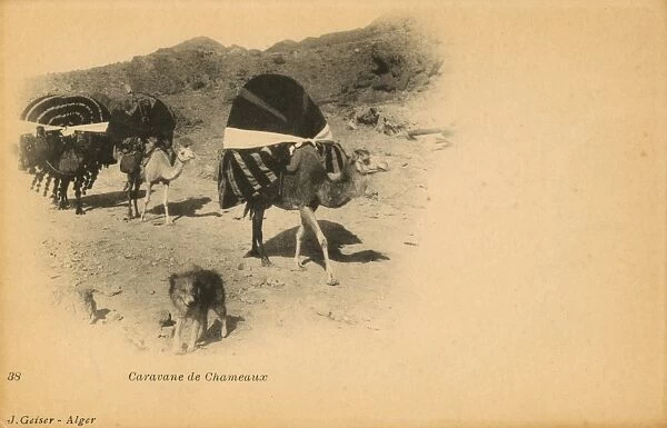 Camel caravan and dog in Algeria