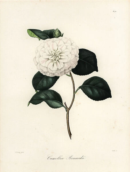 Camellia bonardii