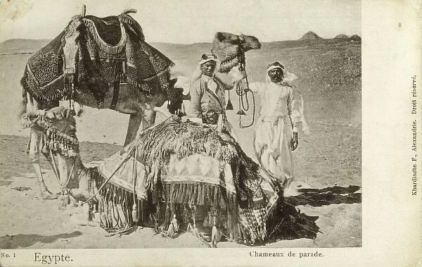 Camels and their owners - Egypt