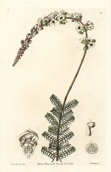 Camphor myrtle, Babingtonia camphorosmae