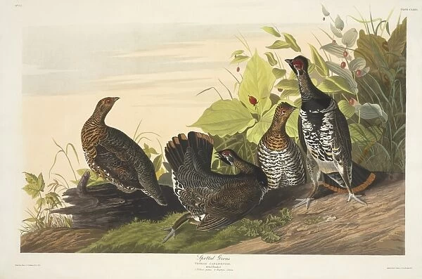 Canchites canadensis, spruce grouse