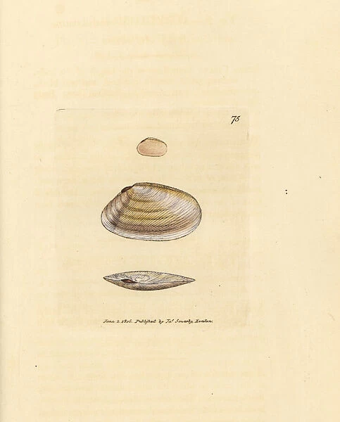 Candystick tellina shell, Tellina similis