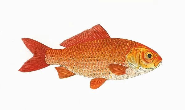 Carassius auratus auratus, or Goldfish