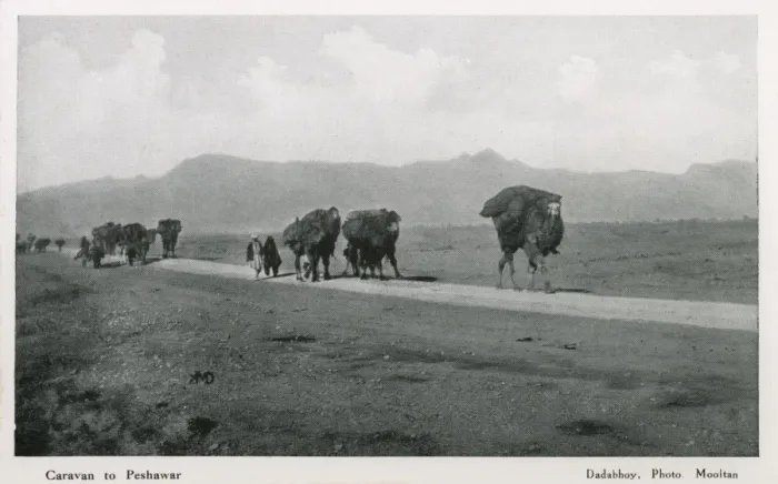 Framed Print : Camel caravan to Peshawar Print Framed Print : Camel caravan to Peshawar Print