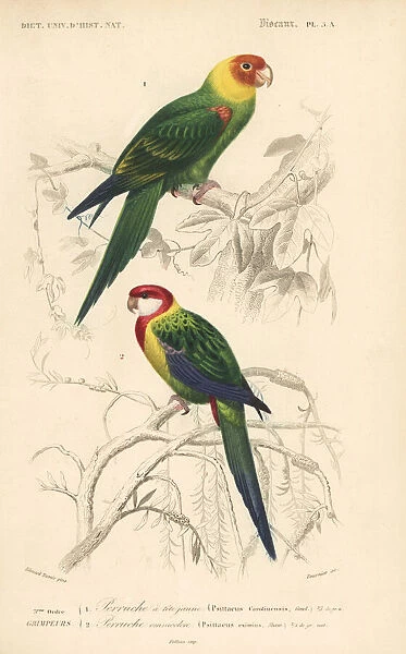 Carolina parakeet (extinct) and eastern rosella