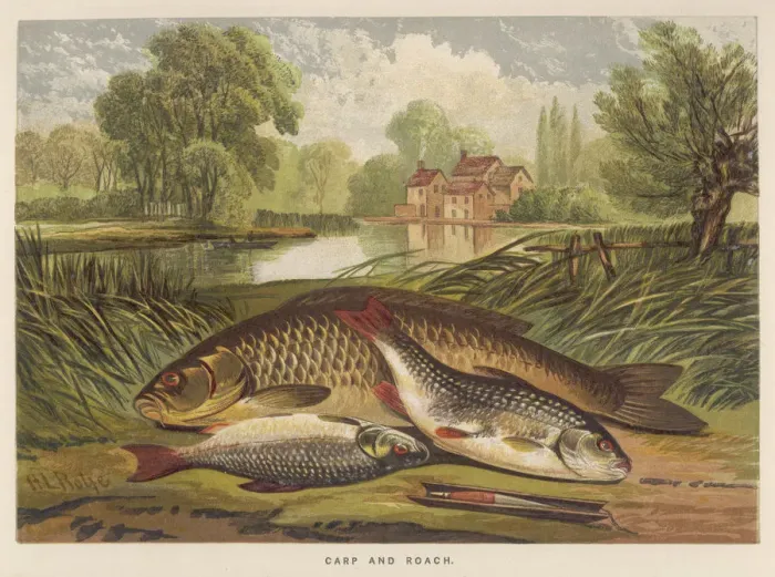 Framed Print : A Carp and a Roach Print Framed Print : A Carp and a Roach Print